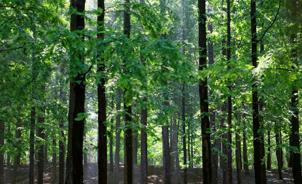 植物活化石水青樹