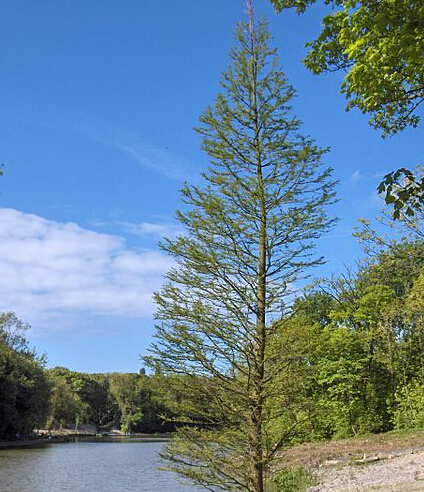 植物活化石水青樹