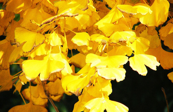 植物活化石水青樹