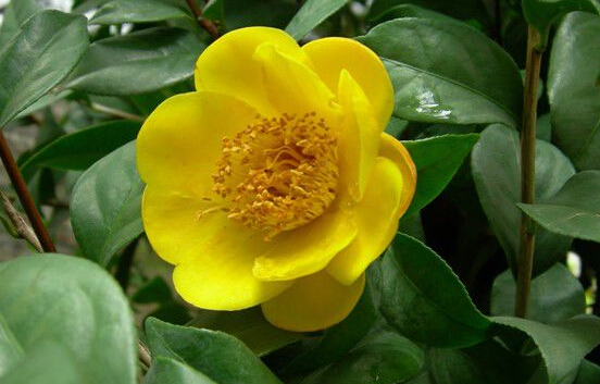 植物活化石水青樹