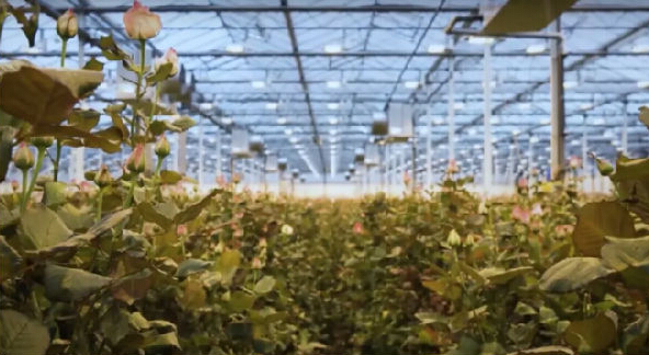 為了生態(tài)，荷蘭人很會有效利用昆蟲資源