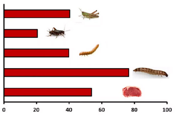 為了生態(tài)，荷蘭人很會有效利用昆蟲資源