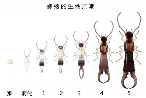 為了生態(tài)，荷蘭人很會有效利用昆蟲資源