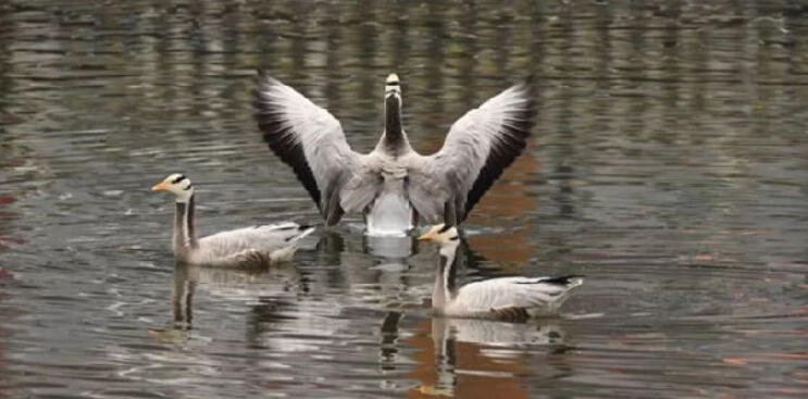 少用塑料袋，重回環(huán)?？沙掷m(xù)綠色生活方式