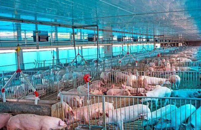 要與人造肉分庭抗禮，環(huán)保肉勢在必行